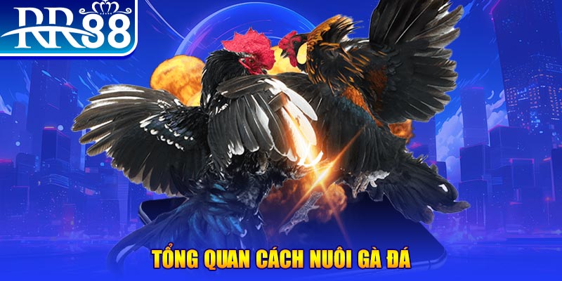ok99 VA Điện Tử